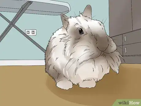 Imagem intitulada Care for Lionhead Rabbits Step 8