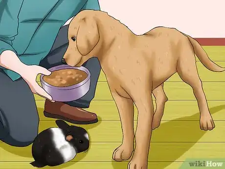 Imagem intitulada Introduce a Dog and a Rabbit Step 16
