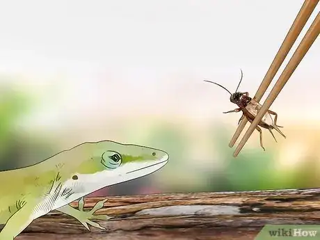 Imagem intitulada Feed a Lizard Step 4