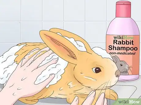 Imagem intitulada Treat Diarrhea in Rabbits Step 13