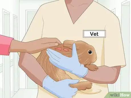 Imagem intitulada Care for an Injured Rabbit Step 1