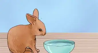 Alimentar Filhotes de Coelho