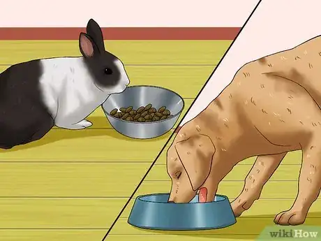 Imagem intitulada Introduce a Dog and a Rabbit Step 15