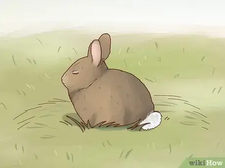 Imagem intitulada Care for a Baby Wild Rabbit Step 6