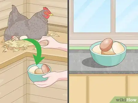 Imagem intitulada Keep Chickens in a City Step 10