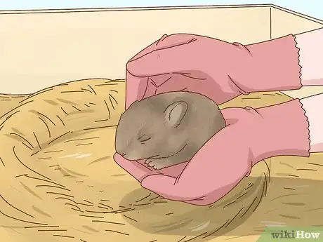 Imagem intitulada Care for a Baby Wild Rabbit Step 3