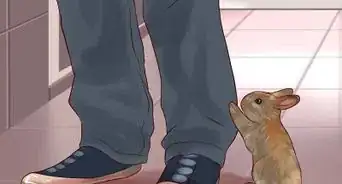 Brincar Com Seu Coelho de Estimação
