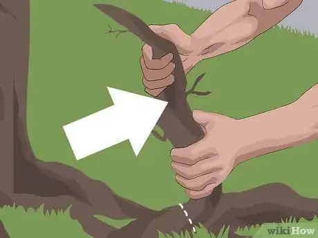 Imagem intitulada Dig up Tree Roots Step 9