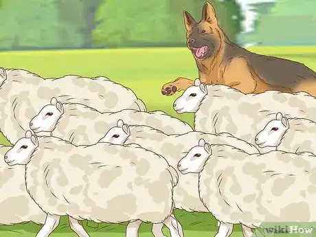 Imagem intitulada Identify a German Shepherd Step 14