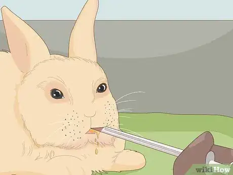 Imagem intitulada Care for Dwarf Rabbits Step 28