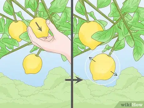Imagem intitulada Prune a Lemon Tree Step 12