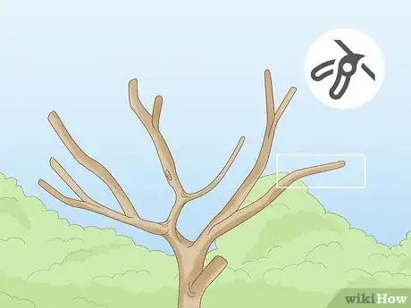 Imagem intitulada Prune a Lemon Tree Step 11