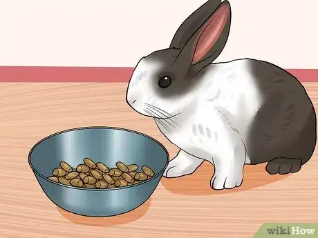 Imagem intitulada Care for Dutch Rabbits Step 12