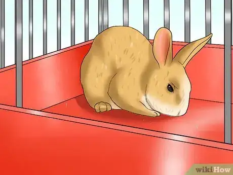 Imagem intitulada Tame Your Rabbit Step 14