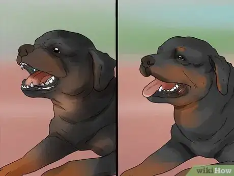 Imagem intitulada Identify a Rottweiler Step 5