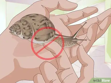 Imagem intitulada Play With a Pet Snail Step 11