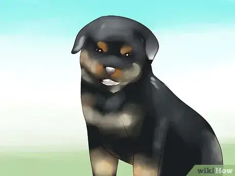 Imagem intitulada Train Your Rottweiler Puppy With Simple Commands Step 1