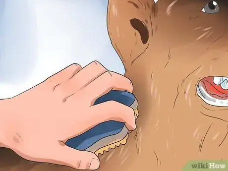 Imagem intitulada Reduce Excessive Shedding in Dogs Step 6