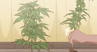 Identificar Se um Pé de Maconha é Macho ou Fêmea