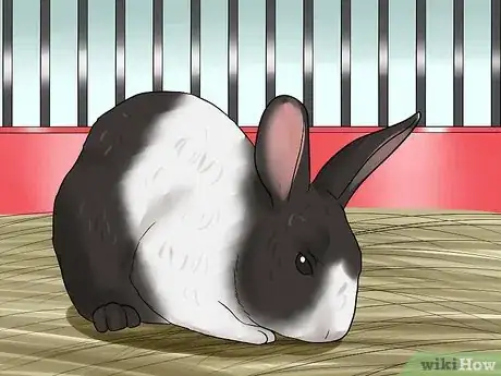 Imagem intitulada Care for Dutch Rabbits Step 16