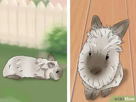 Imagem intitulada Care for Lionhead Rabbits Step 6