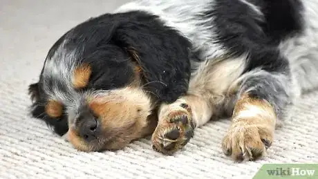 Imagem intitulada File Puppy Nails Step 5