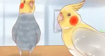 Manter Sua Calopsita Feliz