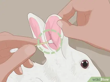 Imagem intitulada Care for Dwarf Rabbits Step 17