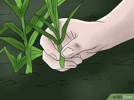 Imagem intitulada Help Carnations Make a Comeback Step 3