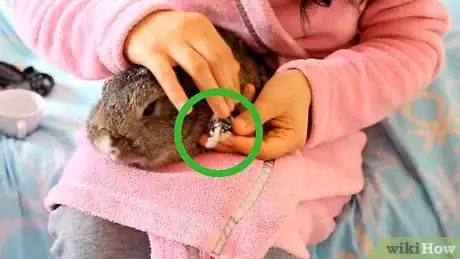 Imagem intitulada Cut a Rabbit's Claws Step 1