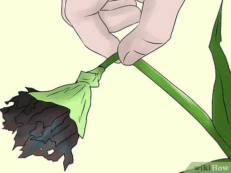 Imagem intitulada Help Carnations Make a Comeback Step 4