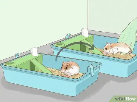 Imagem intitulada Breed Hamsters Step 8