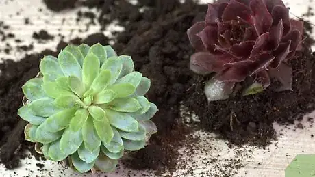 Imagem intitulada Make a Terrarium Step 2