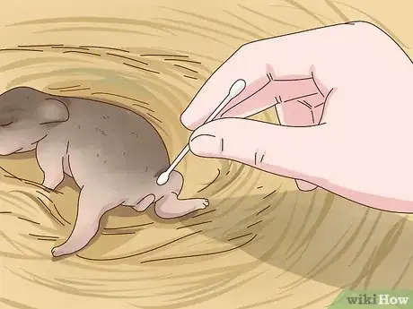 Imagem intitulada Care for a Baby Wild Rabbit Step 13