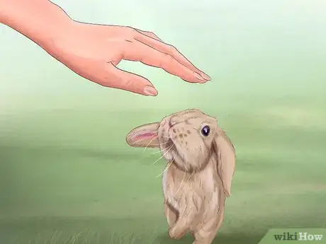 Imagem intitulada Make Your Rabbit Like You Step 11