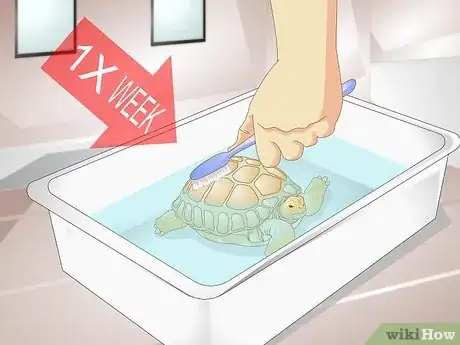 Imagem intitulada Bathe a Tortoise Step 6