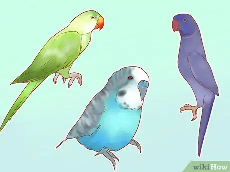 Imagem intitulada Take Care of a Parakeet Step 1