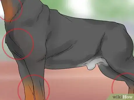 Imagem intitulada Identify a Rottweiler Step 7