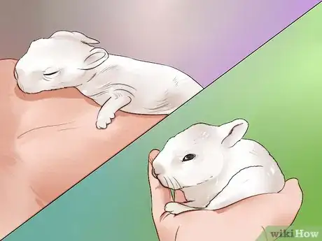 Imagem intitulada Feed Baby Rabbits Step 9