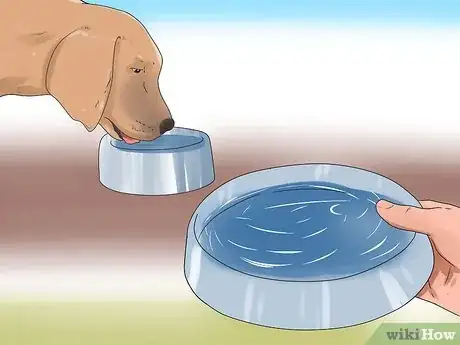 Imagem intitulada Reduce Excessive Shedding in Dogs Step 4