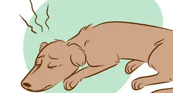 Reconhecer um Cachorro Morrendo