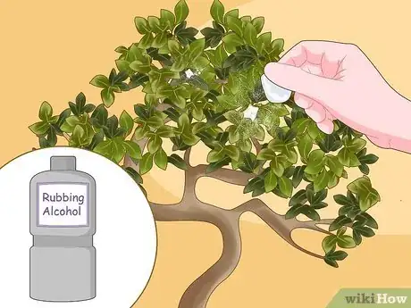 Imagem intitulada Revive a Bonsai Tree Step 5