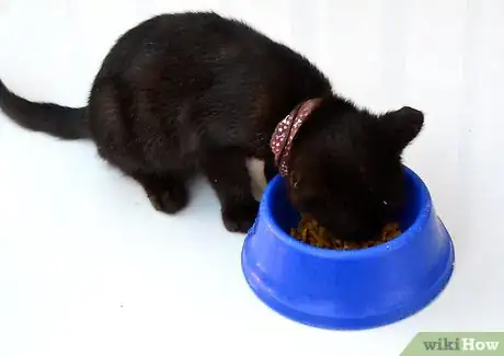Imagem intitulada Clean Kittens Step 2