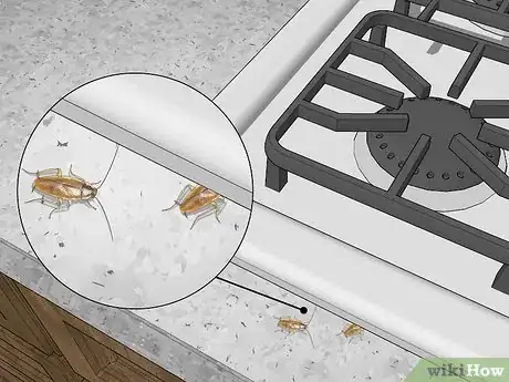 Imagem intitulada Identify a Cockroach Step 11