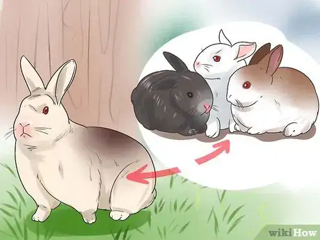 Imagem intitulada Breed Rabbits Step 20