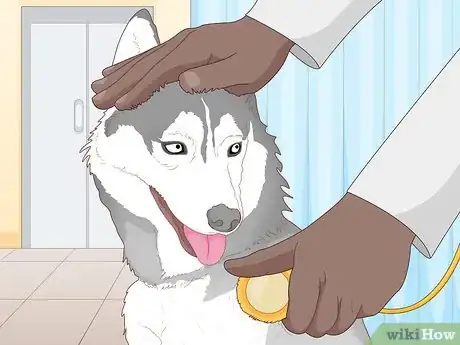 Imagem intitulada Breed Husky Dogs Step 4