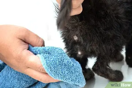 Imagem intitulada Clean Kittens Step 6