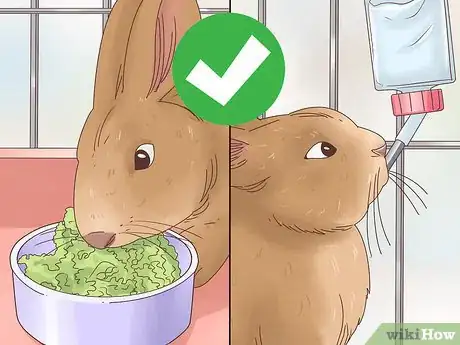 Imagem intitulada Treat Diarrhea in Rabbits Step 14