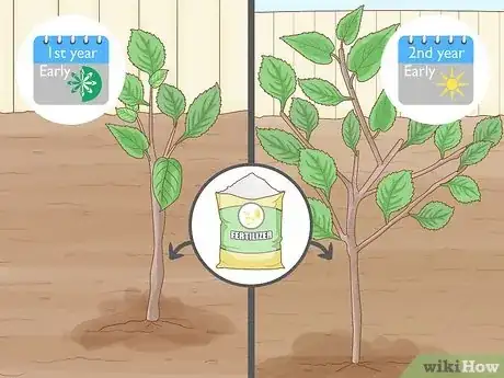 Imagem intitulada Fertilize an Apple Tree Step 2