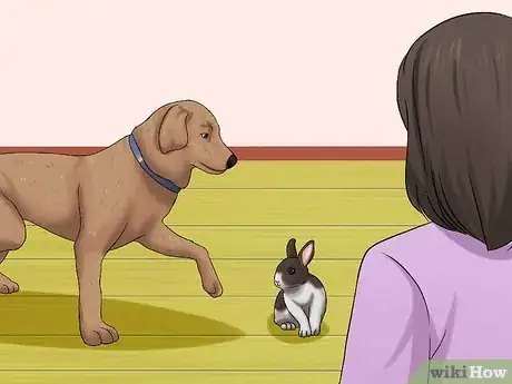 Imagem intitulada Introduce a Dog and a Rabbit Step 11